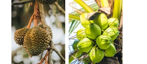 fresh fruits Thailand